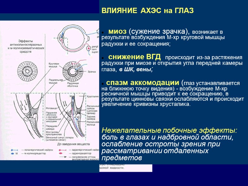 ВЛИЯНИЕ АХЭС на ГЛАЗ     миоз (сужение зрачка), возникает в результате